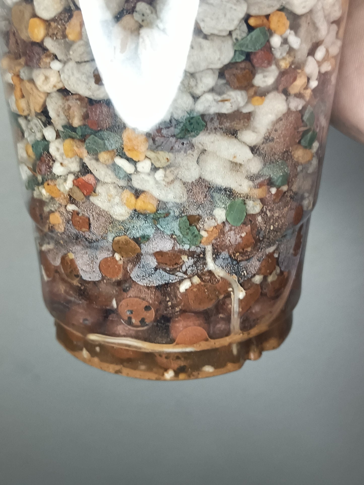 Alocosia serendipity Deb Strurgeon