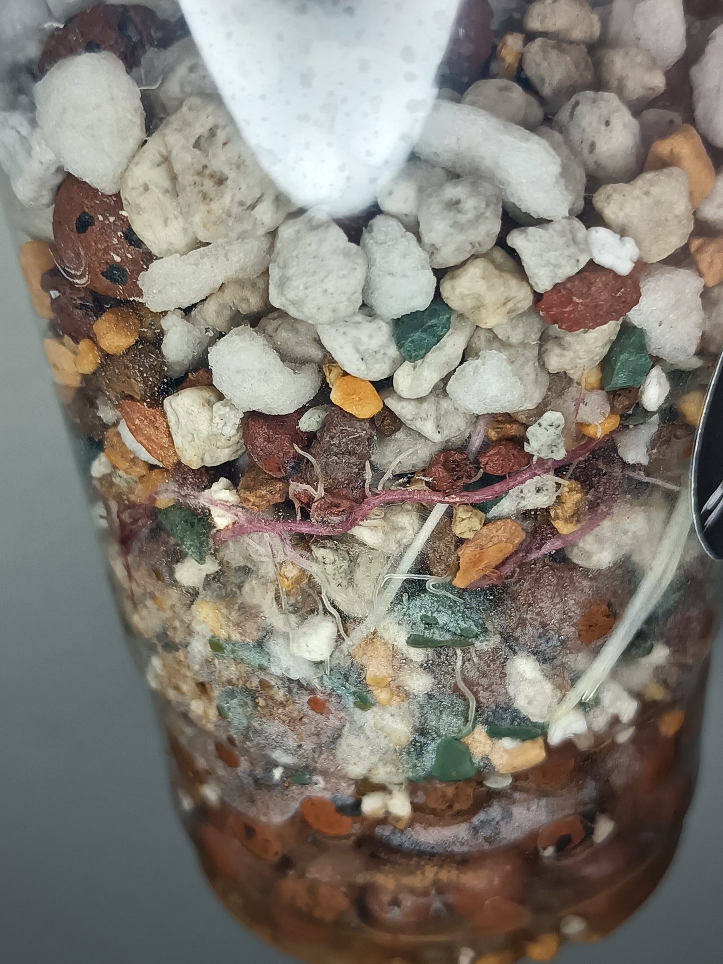 Alocosia serendipity Deb Strurgeon