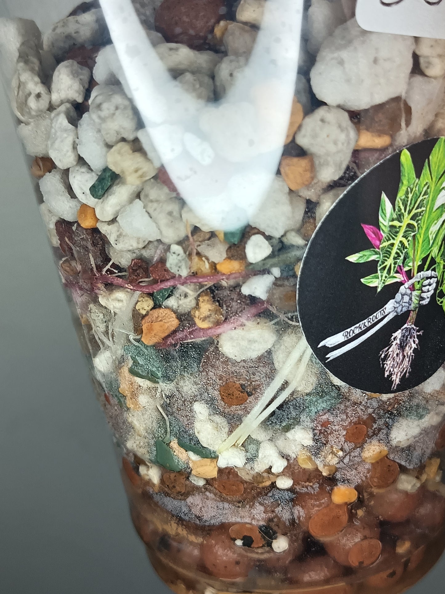 Alocosia serendipity Deb Strurgeon