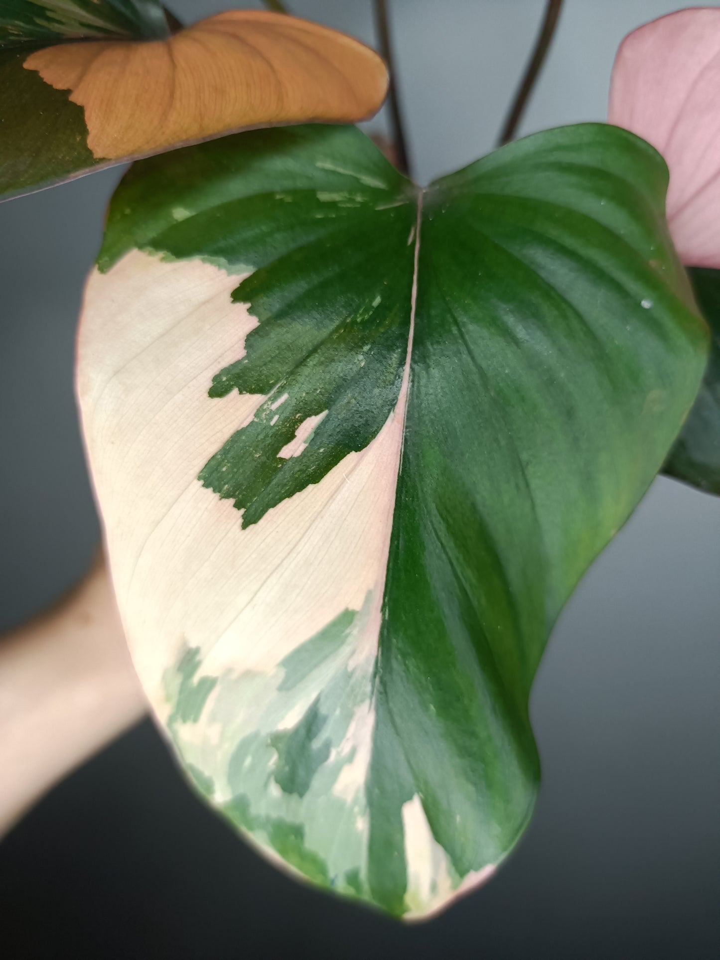 Homalomena Pink Diamond #5- Reserved Carolyn Sue Mohawk Waters