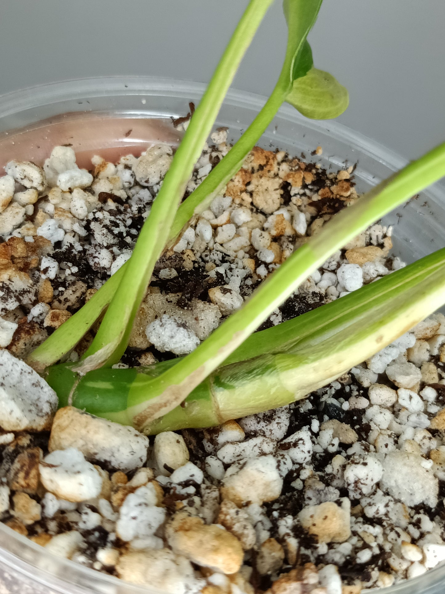 Rhaphidophora Tetrasperma Variegated #1- Reserved Francisco Ceballos