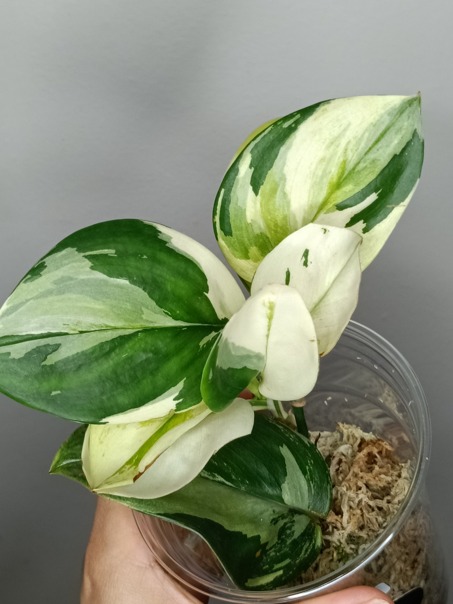 Scindapsus Treubii Moonlight Albo #2 - Reserved Romeo Conilas