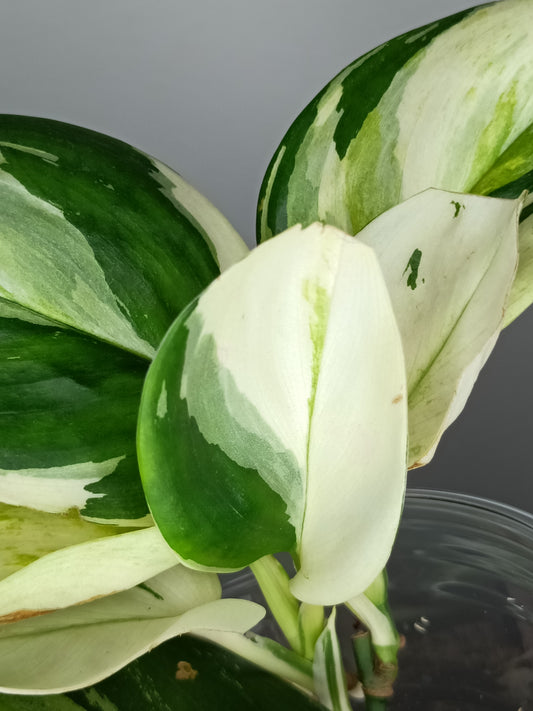 Scindapsus Treubii Moonlight Albo #2 - Reserved Romeo Conilas