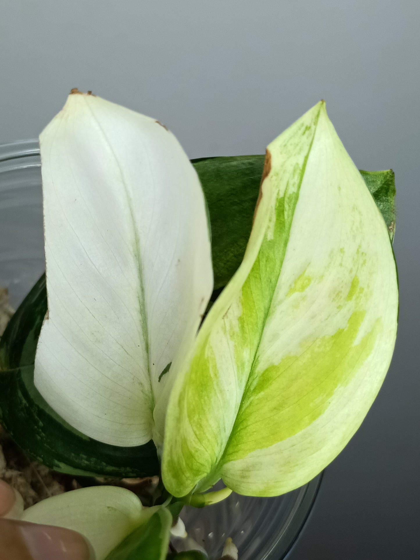 Scindapsus Treubii Moonlight Albo #2 - Reserved Romeo Conilas