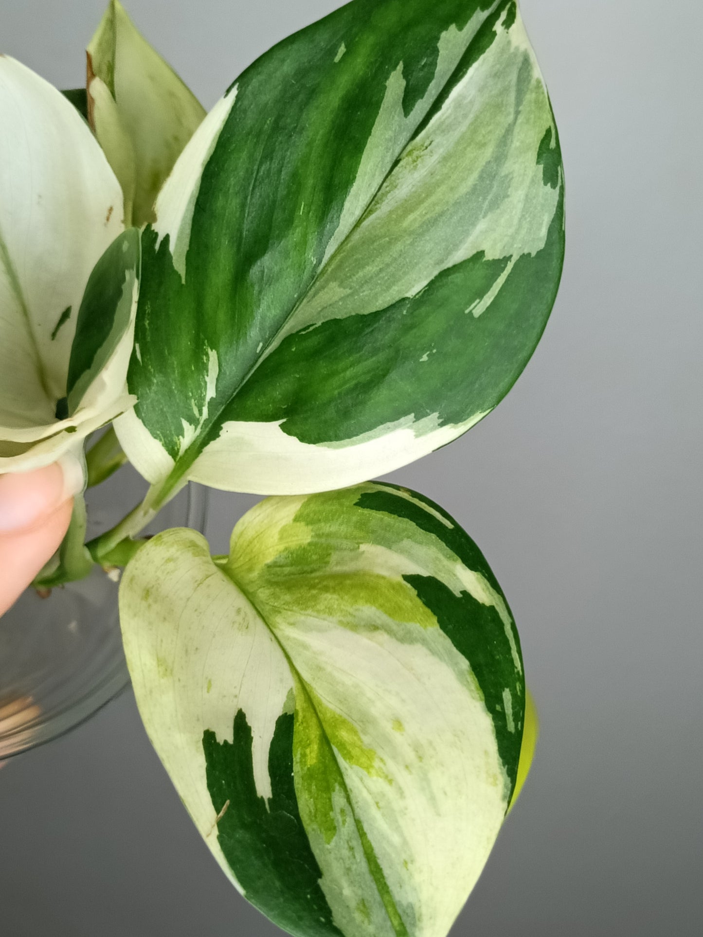 Scindapsus Treubii Moonlight Albo #2 - Reserved Romeo Conilas