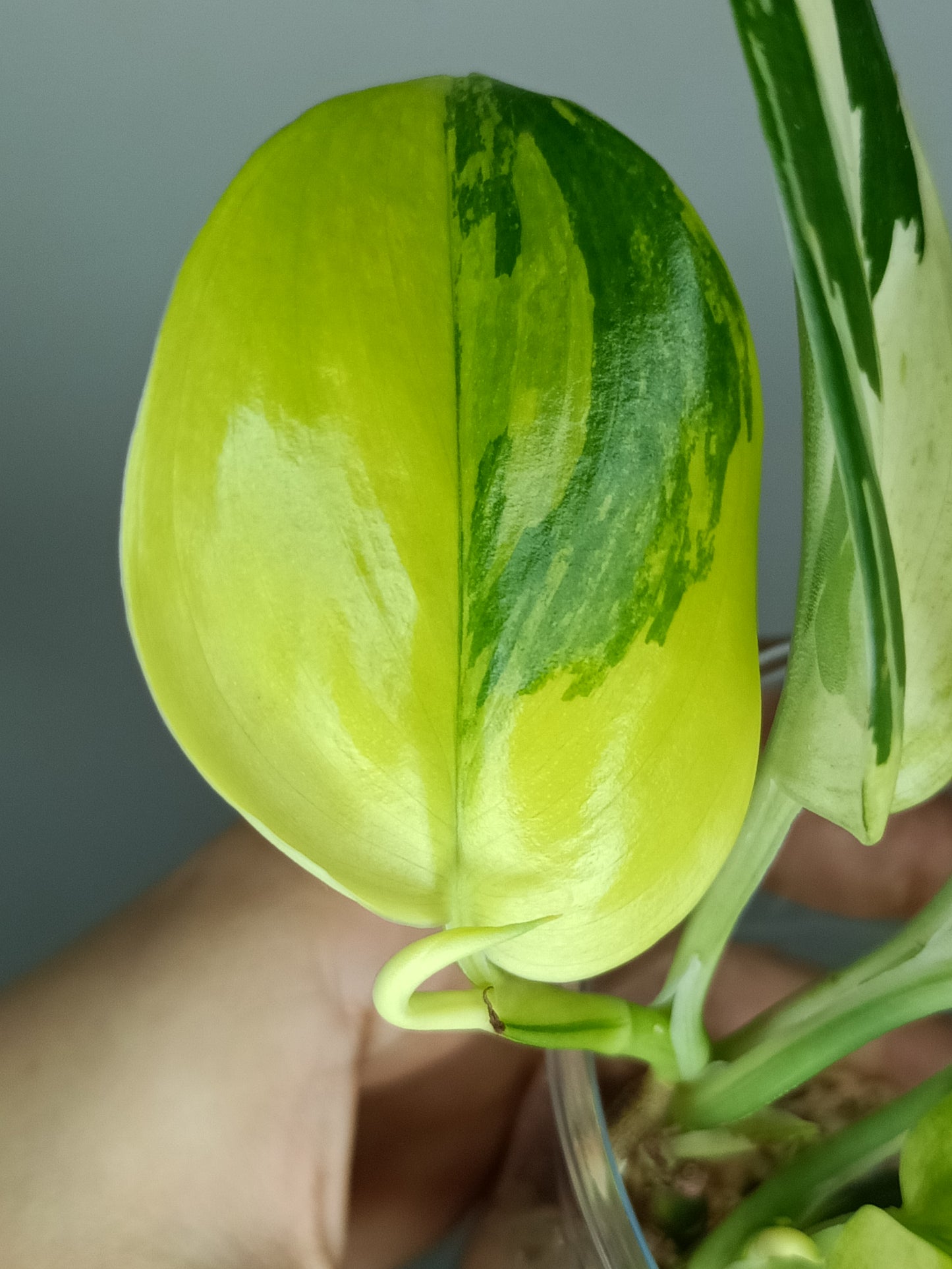 Scindapsus Treubii Moonlight Albo #2 - Reserved Romeo Conilas