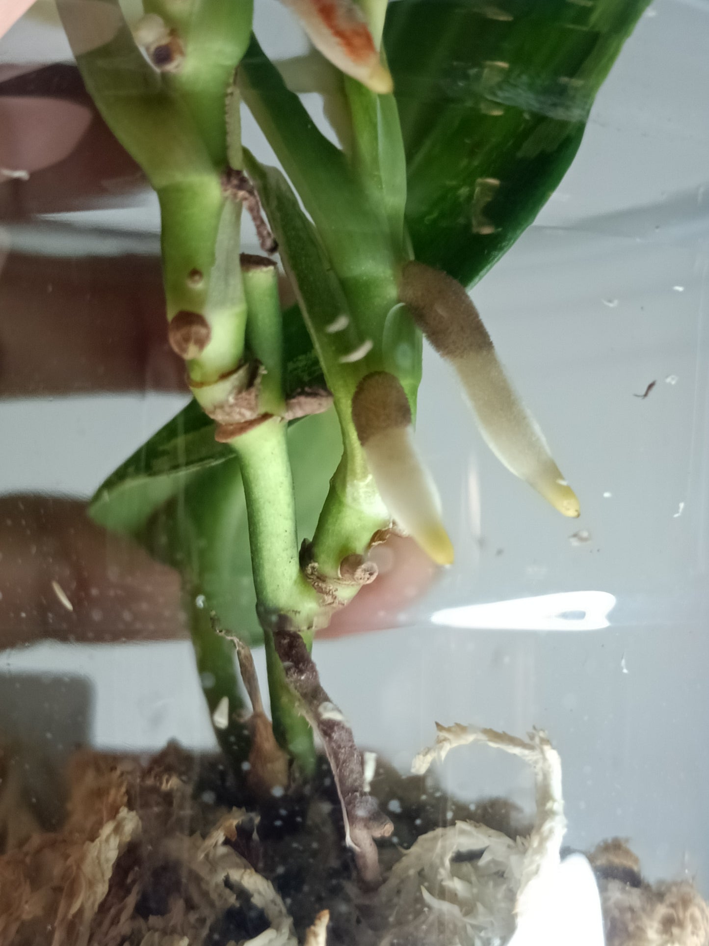 Scindapsus Treubii Moonlight Albo #2 - Reserved Romeo Conilas