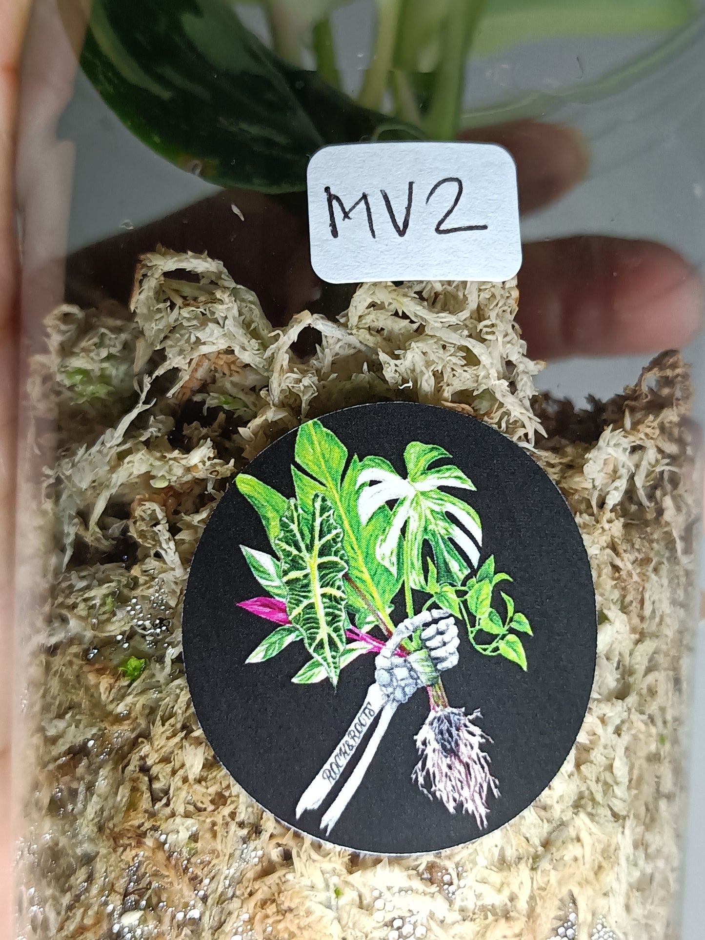 Scindapsus Treubii Moonlight Albo #2 - Reserved Romeo Conilas