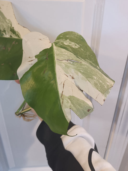 Monstera Albo Top Cut Auction Choo Choo Marie