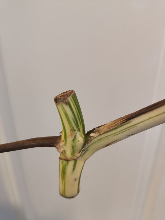 Monstera Albo Mid Cut Auction Ashley Renee Glascock
