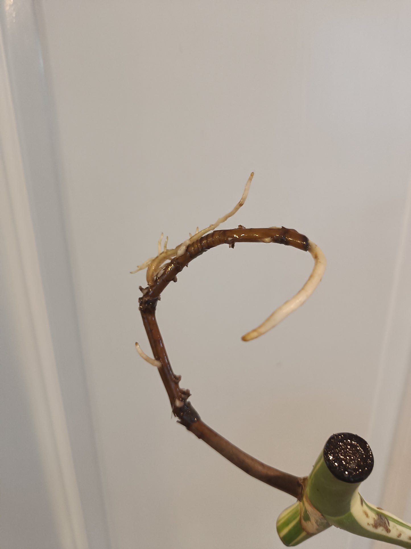 Monstera Albo Mid Cut Auction Ashley Renee Glascock