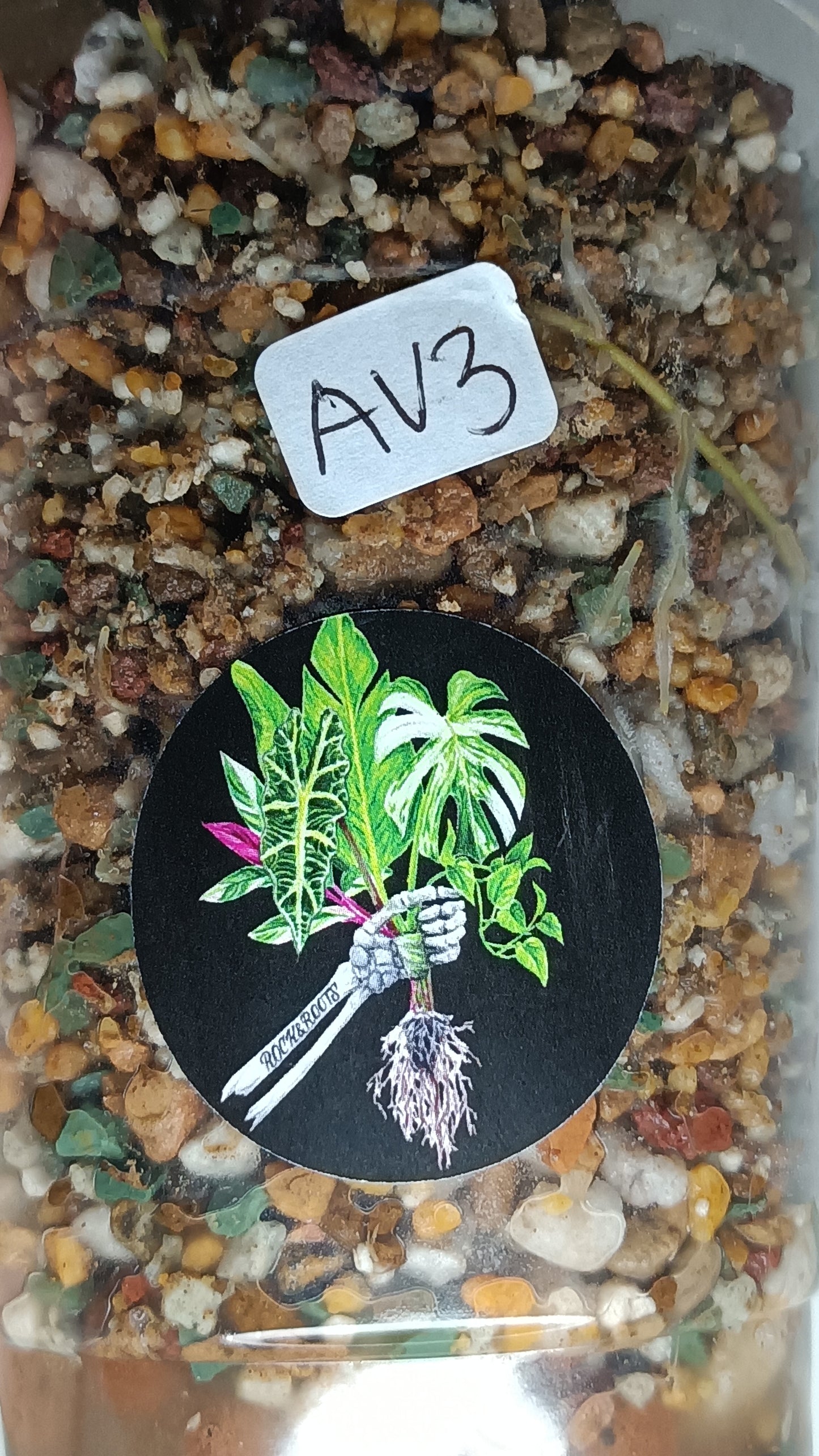 Philodendron Atabapoense Variegated #3
