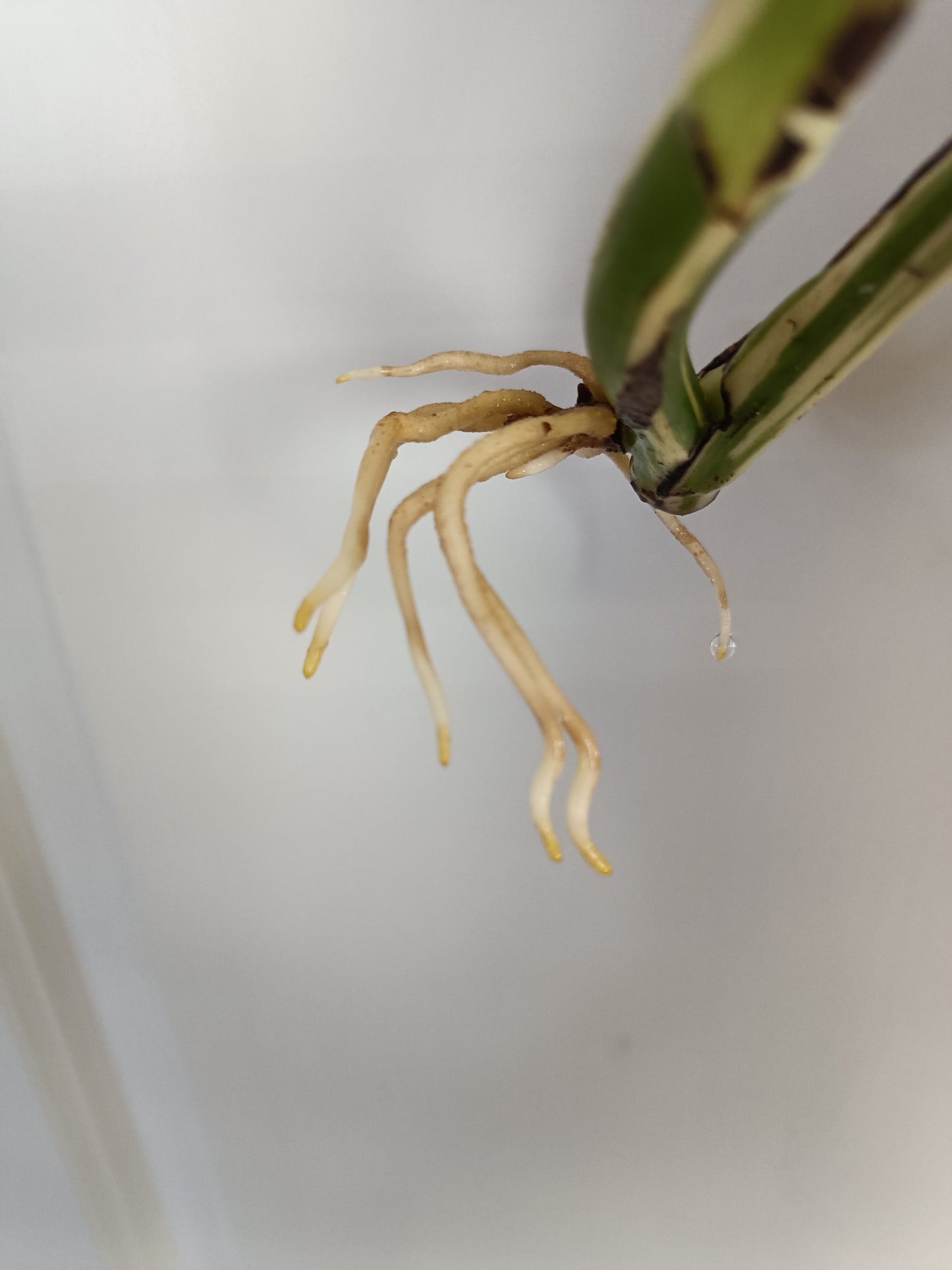 Monstera Albo Top Cut Auction Choo Choo Marie
