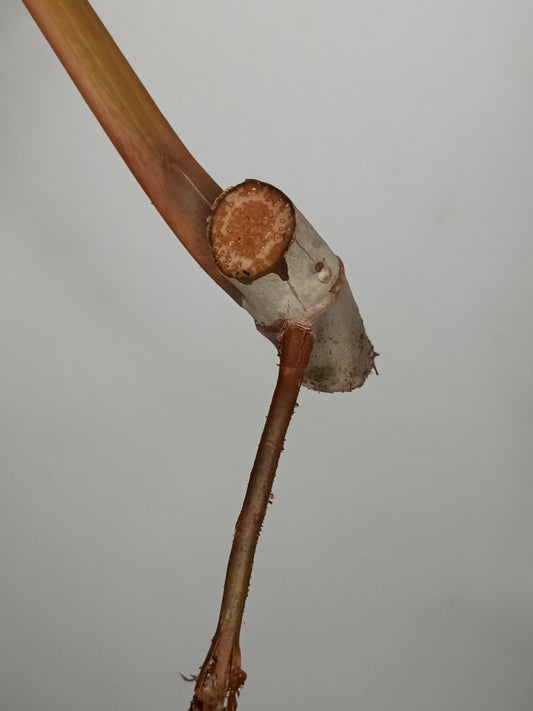 Var. Billie bottom cut Reserved for Jenny Newland Osbon
