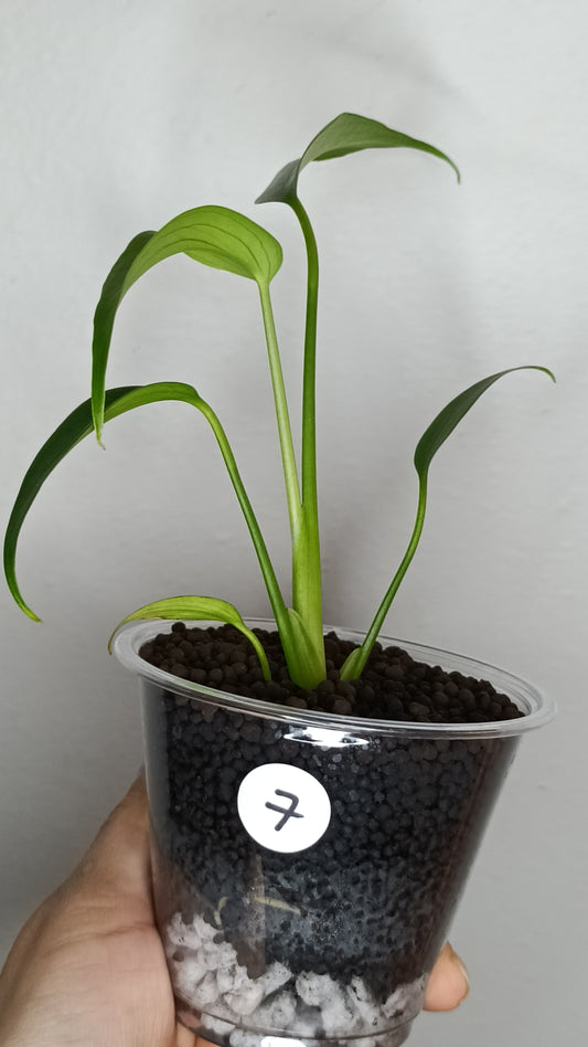 Monstera White Monster #3 - Burle Marx Flame #7