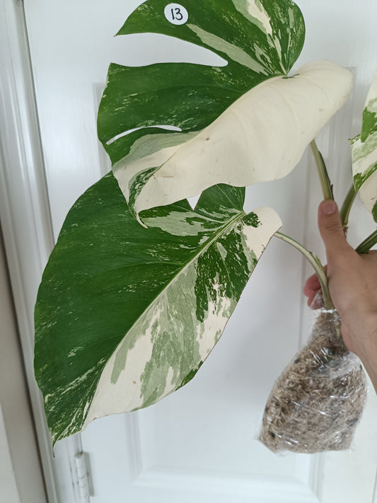 Monstera Albo #13 reserved for Nikki Becker-Dunn