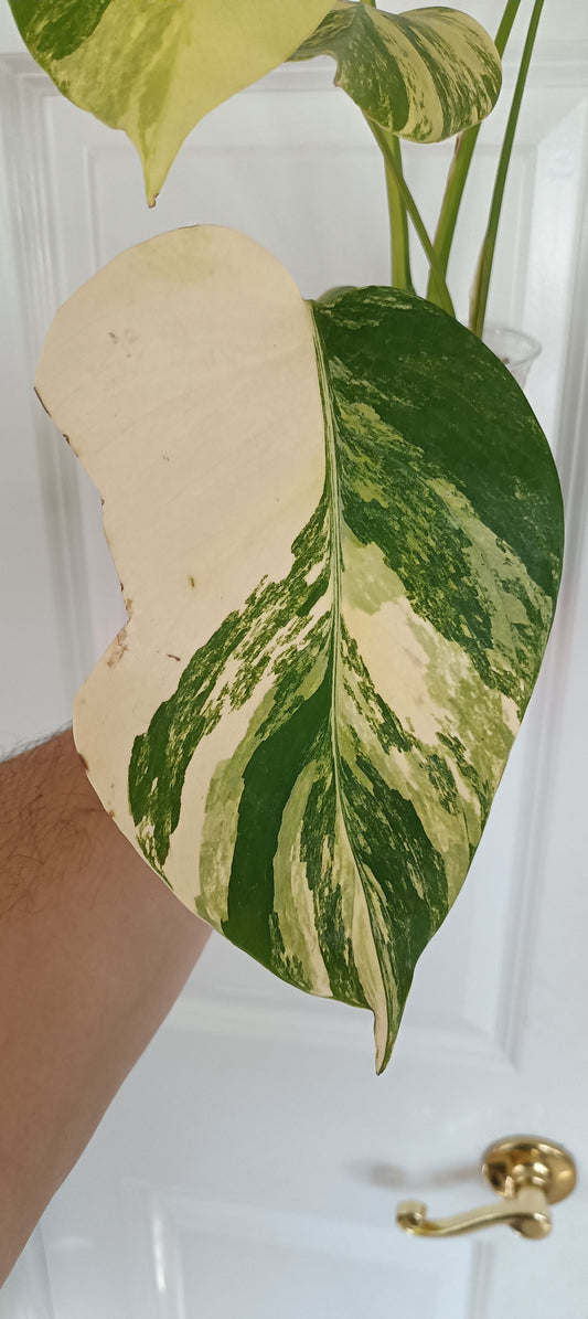 Monstera Aurea reserved for Kristen Erickson