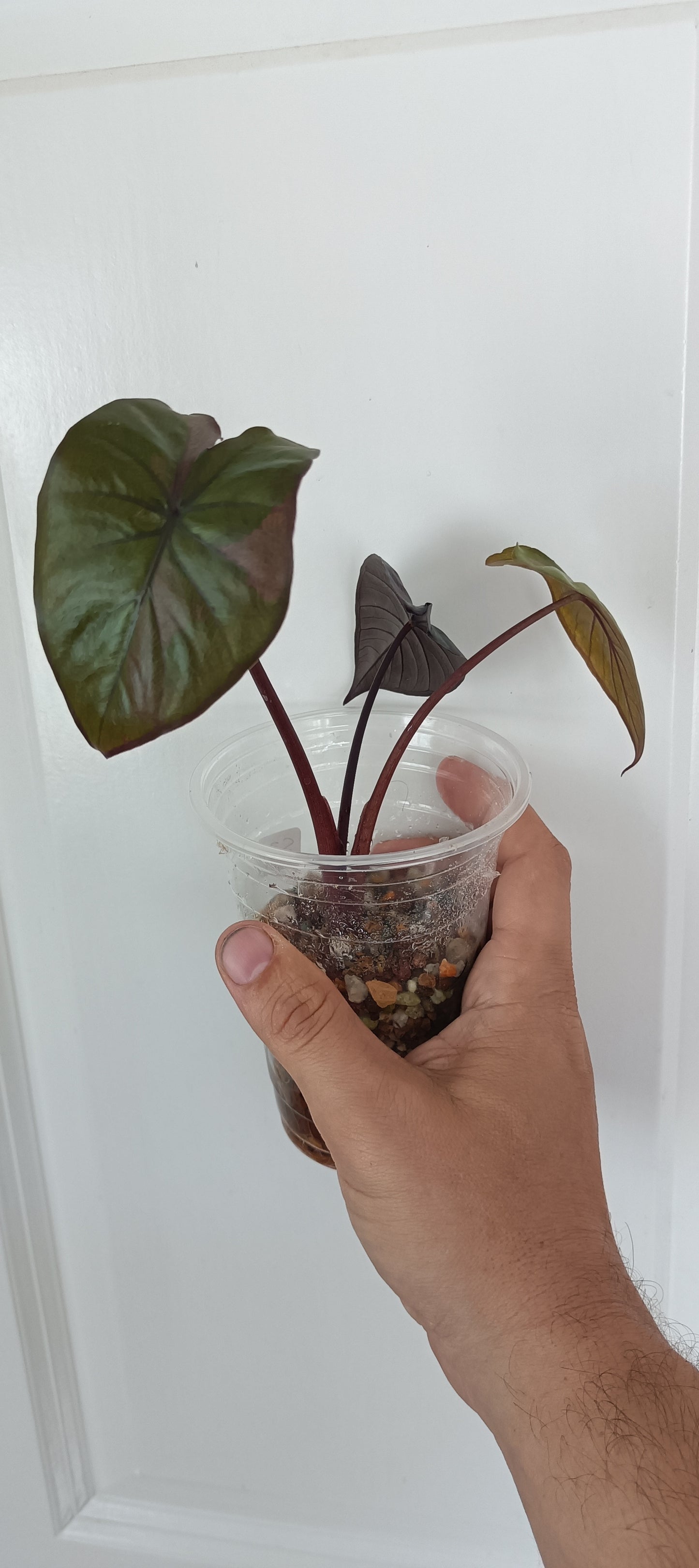 Alocasia Serendipity Var. Reserved for Kamryn Roberts