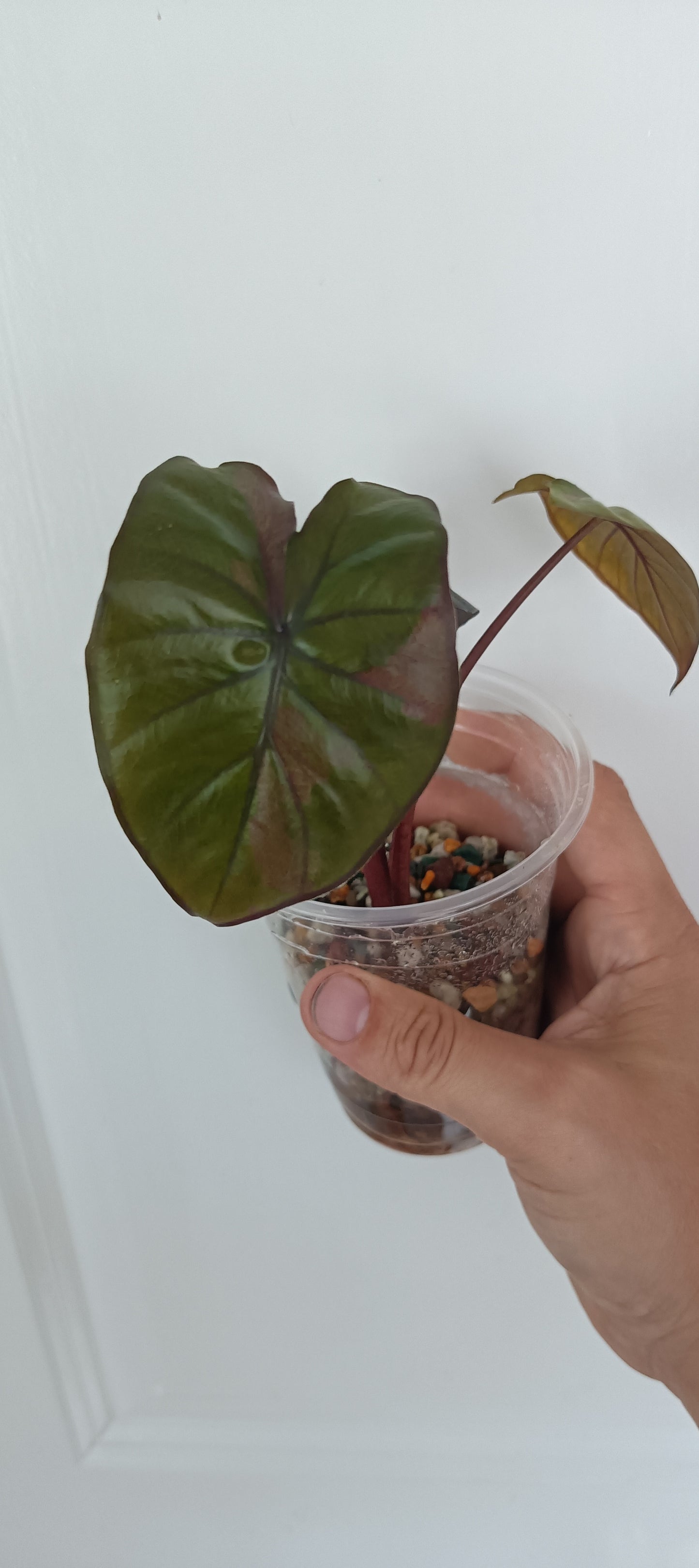 Alocasia Serendipity Var. Reserved for Kamryn Roberts