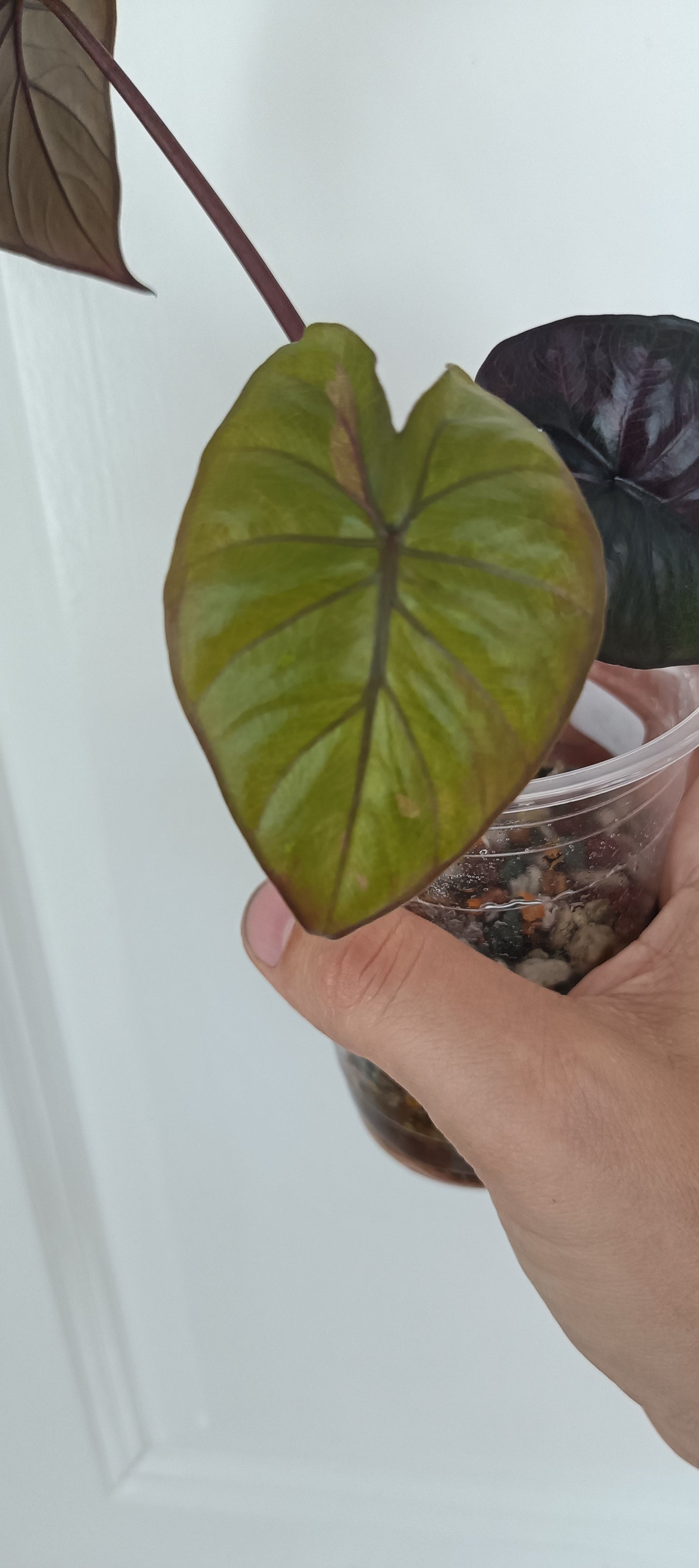 Alocasia Serendipity Var. Reserved for Kamryn Roberts