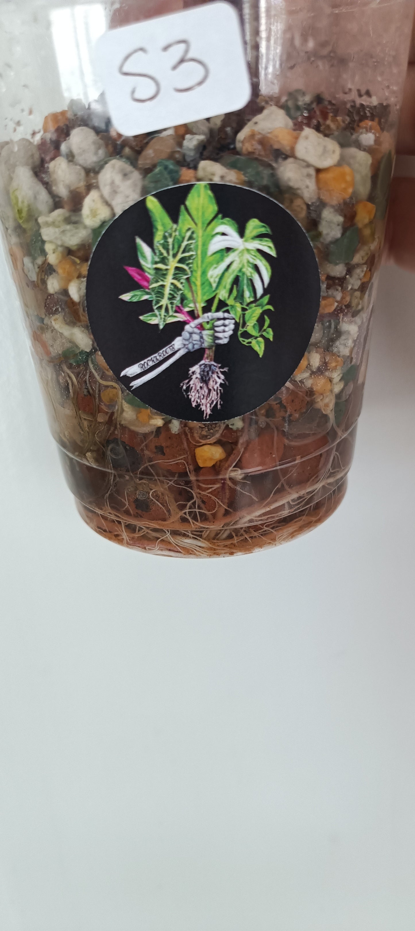 Alocasia Serendipity Var. Reserved for Kamryn Roberts