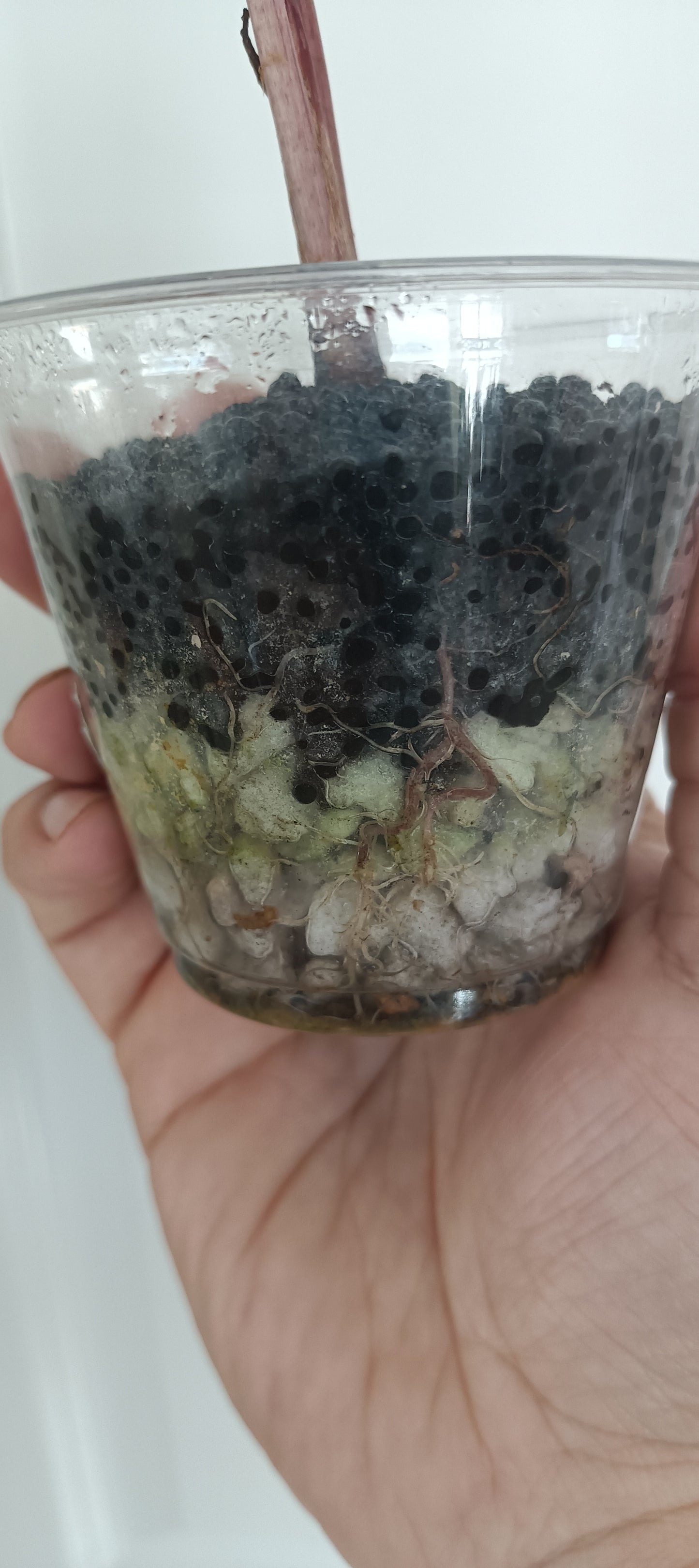 Alocasia Serendipity reserved for Brenda Santos