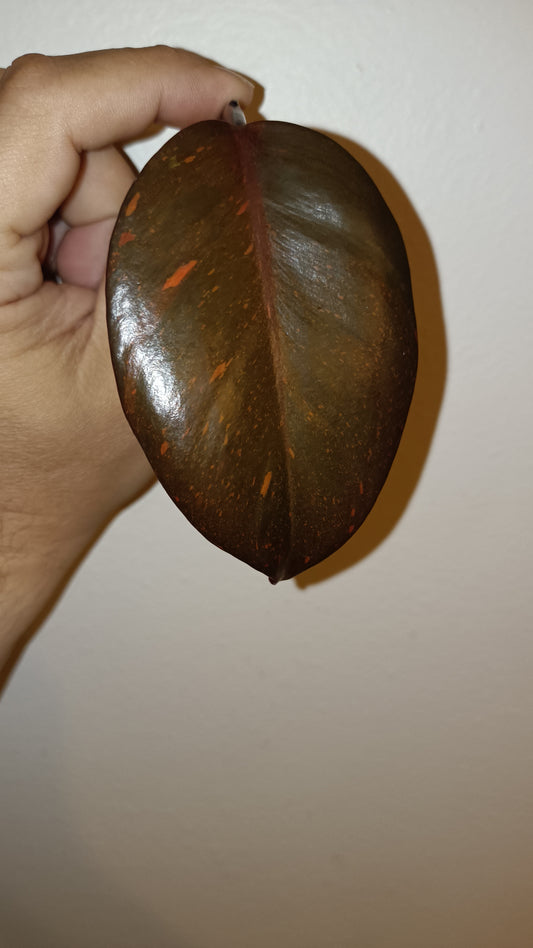Philodendron Orange Princess reserved for Deanna McKenzie