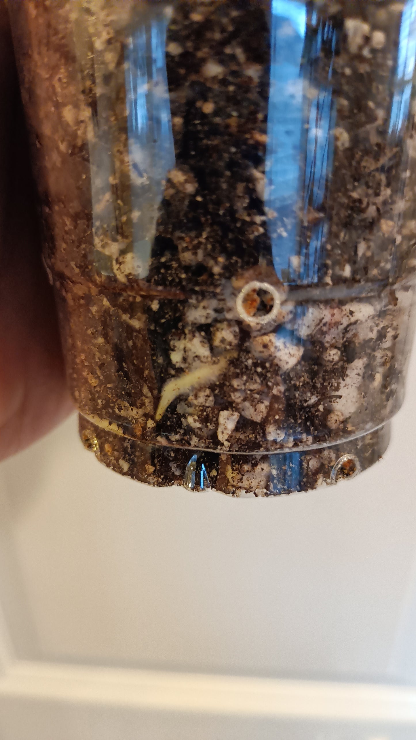 Adansonii #8 reserved for Leslie Esquivel