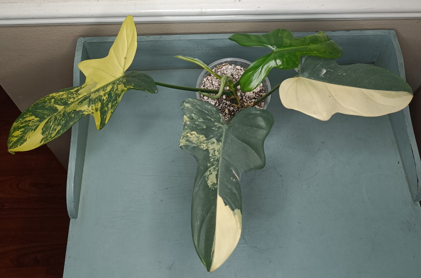 Philodendron Bipennifolium