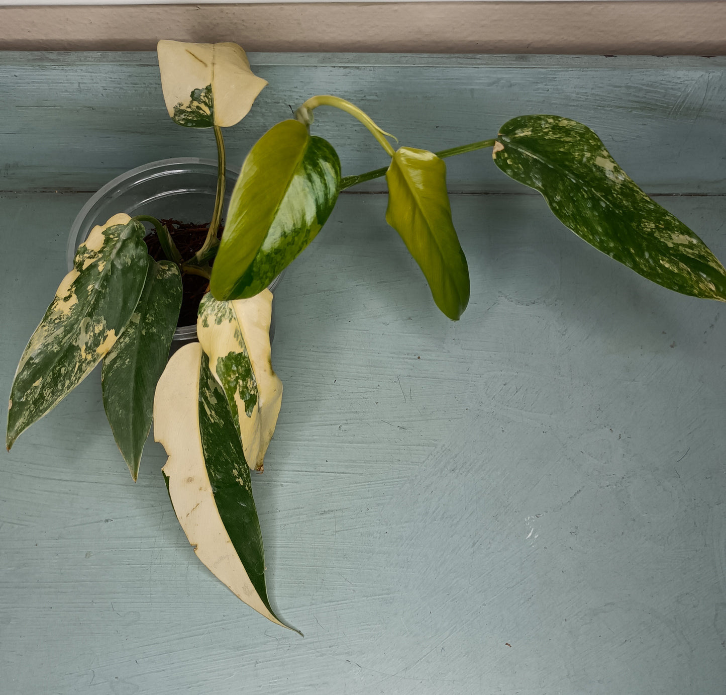 Philodendron Domesticum