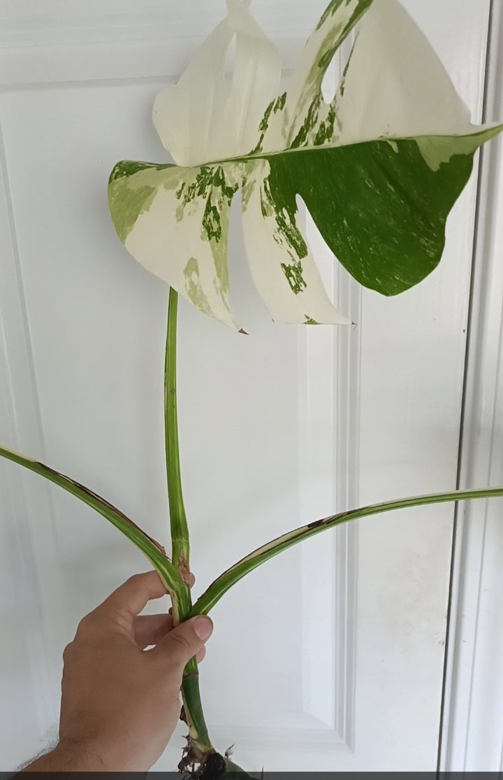 Monstera Albo Auction Melissa Majhor De Luna