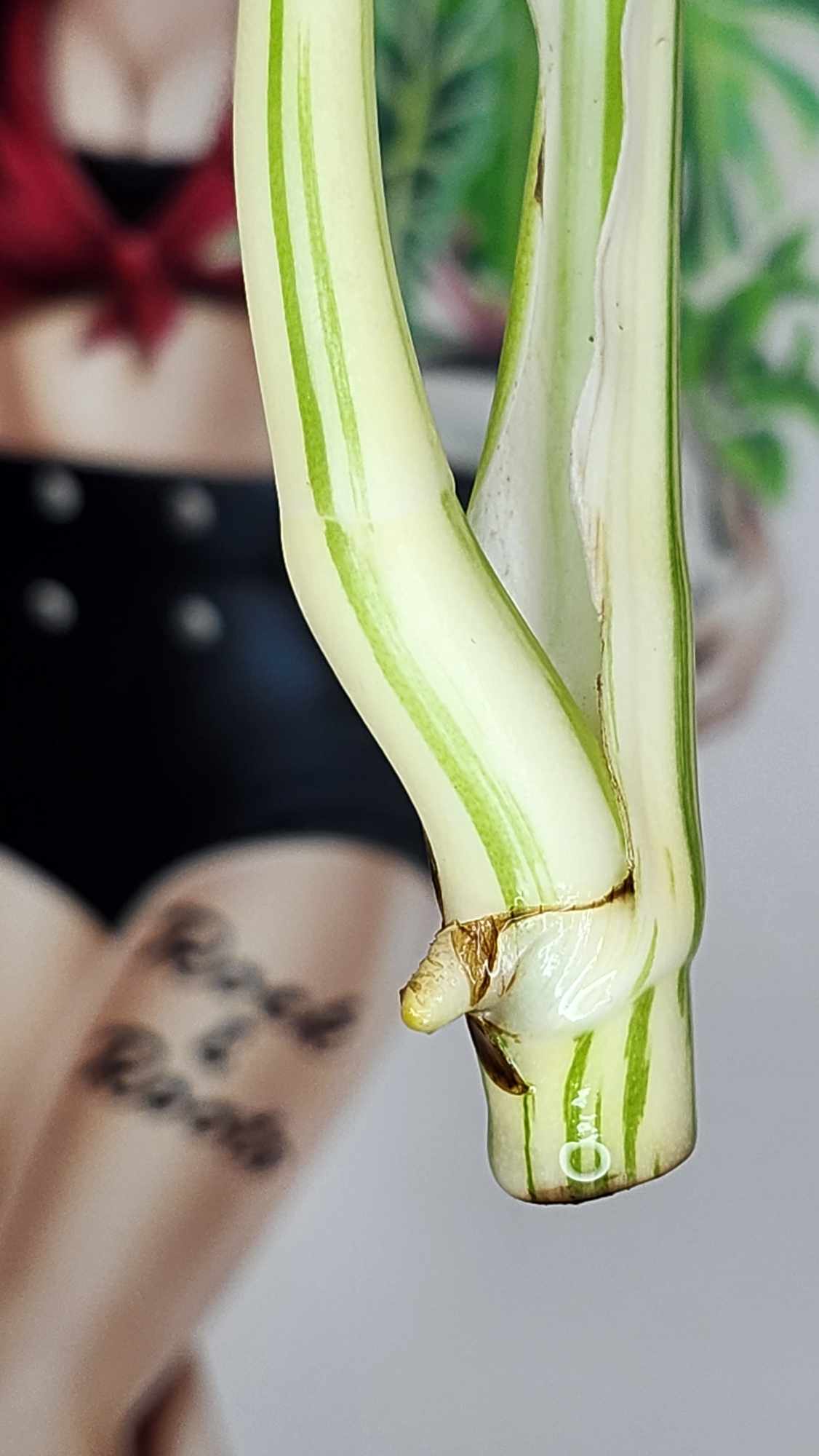 Monstera Albo Top Cut #T1 reserved for Carla Roeper