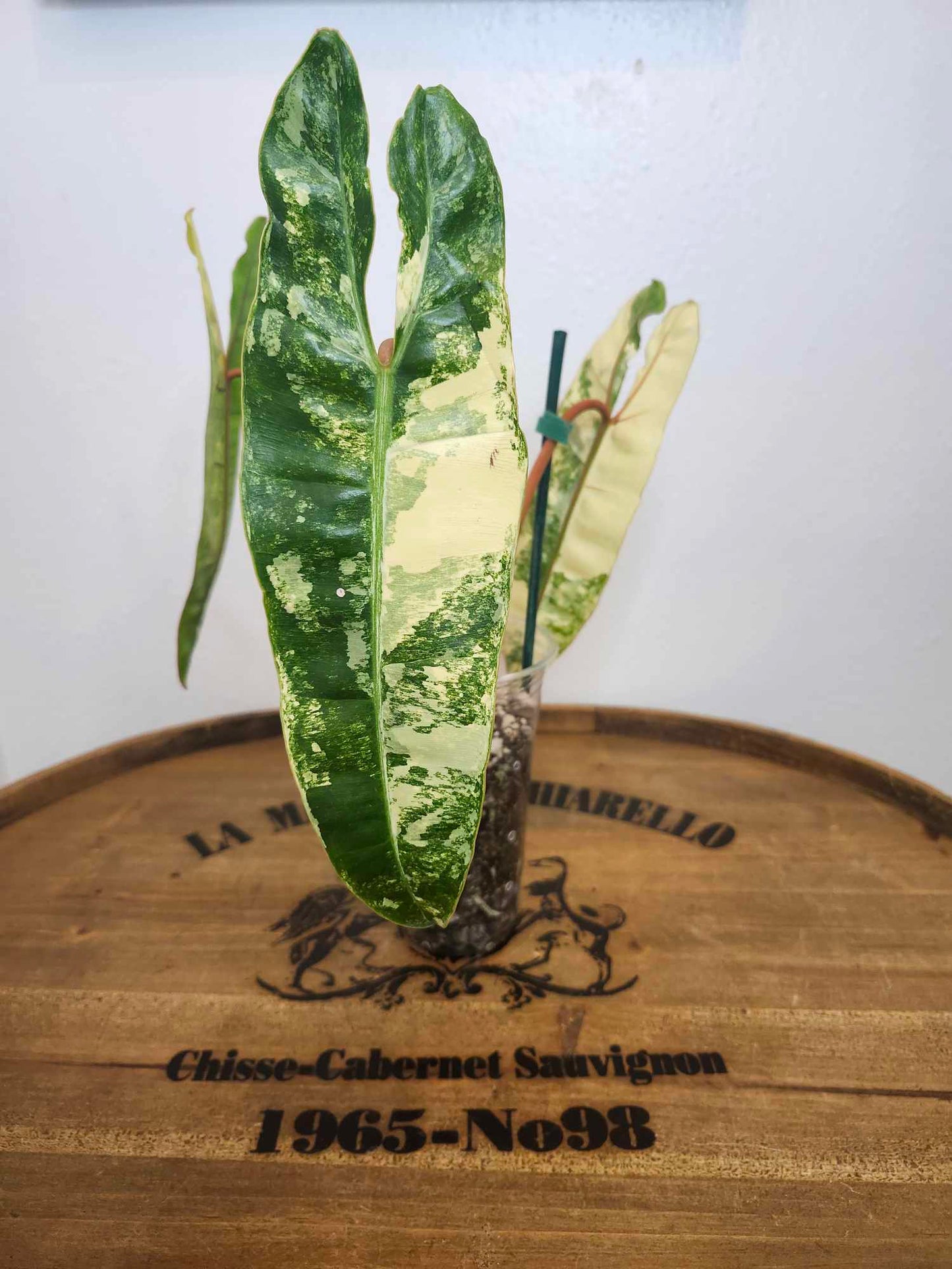 Billietae Variegated- Reserved Julian Arana Jr.