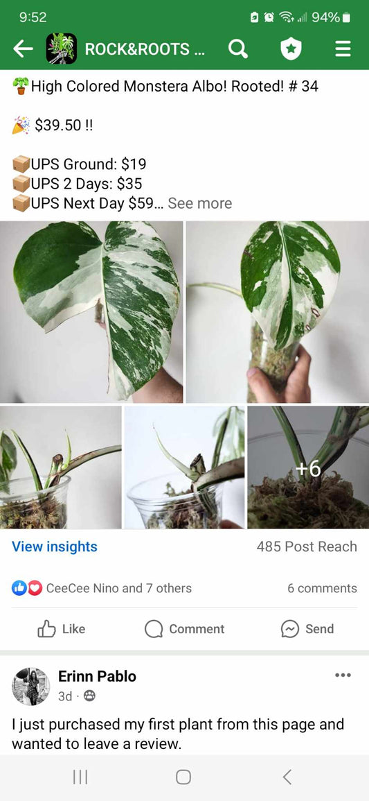 Monstera Albo #34, T10, 4 leaf Top Cut- Reserved Kim Blanchard