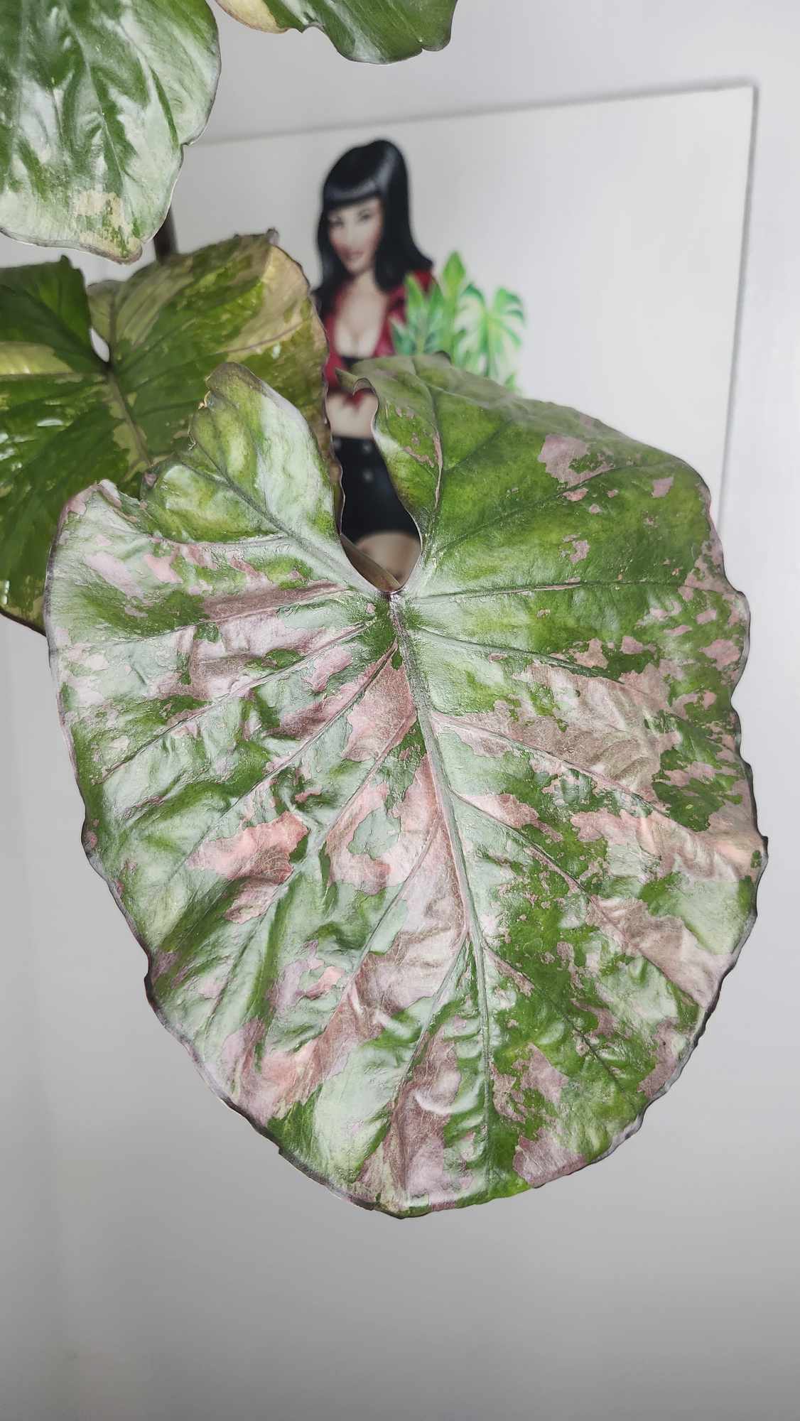 A. Serendipity Pink reserved for Frichie Chavez White
