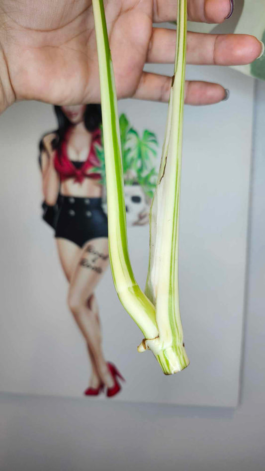 Monstera Albo Top Cut #T1 reserved for Carla Roeper