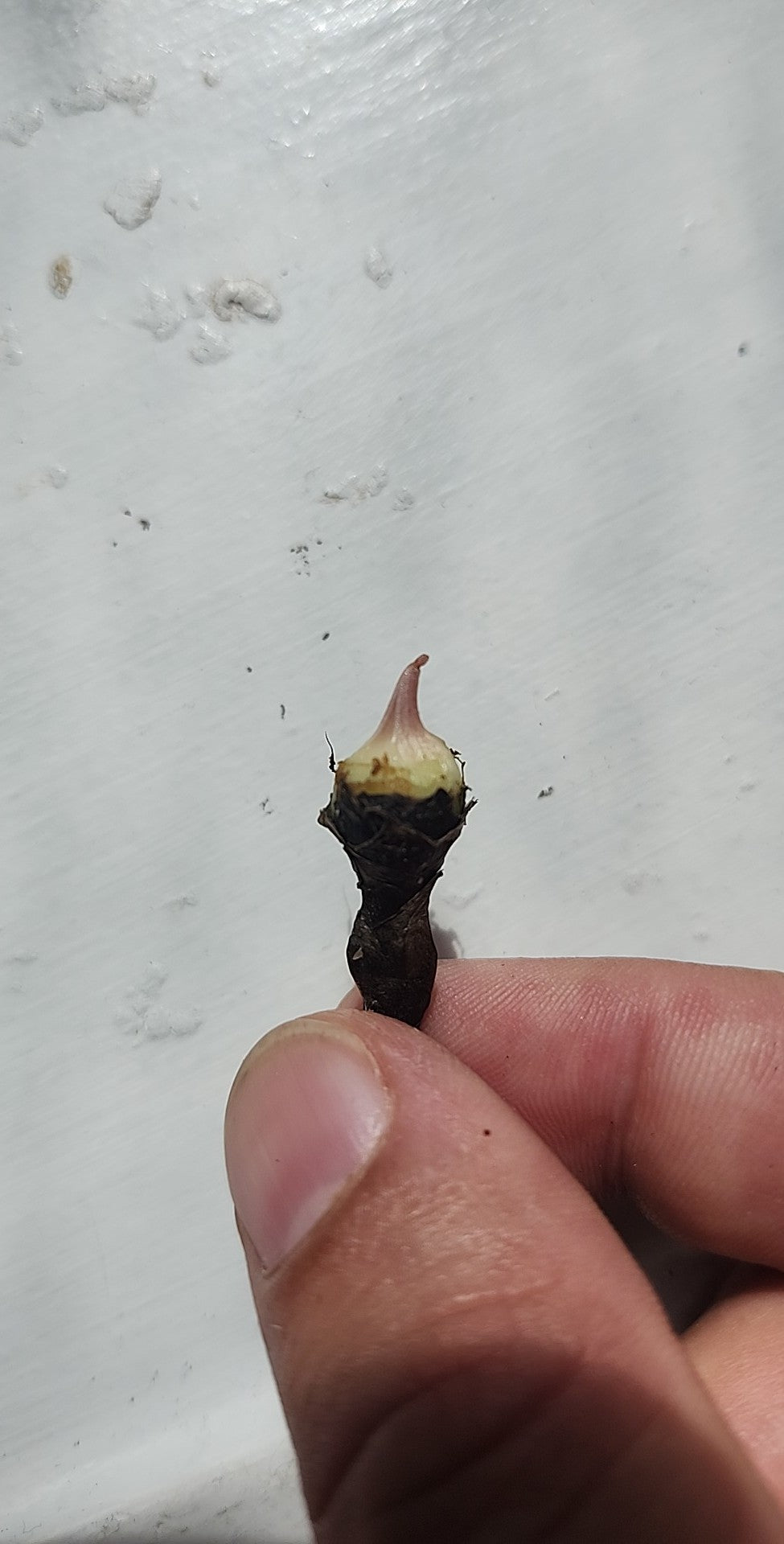 Alocasia Black velvet corm reserved for Julian Arana Jr.