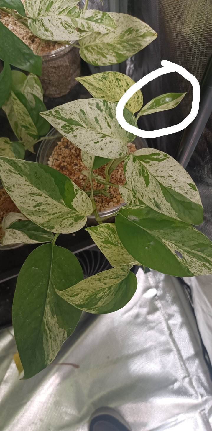 Michelle Hennie Reserved