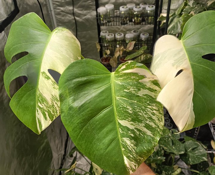 Three leaf top cut Monstera Albo
