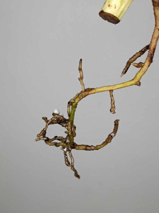 Monstera Albo Rooted Cutting 008 Laura Martin