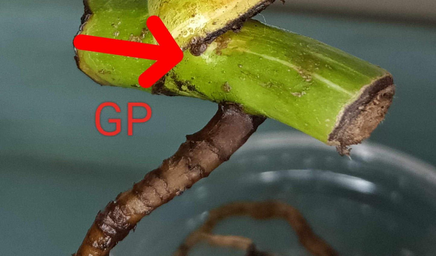 Monstera Albo Rooted Cutting 003 Kristin Molinaro