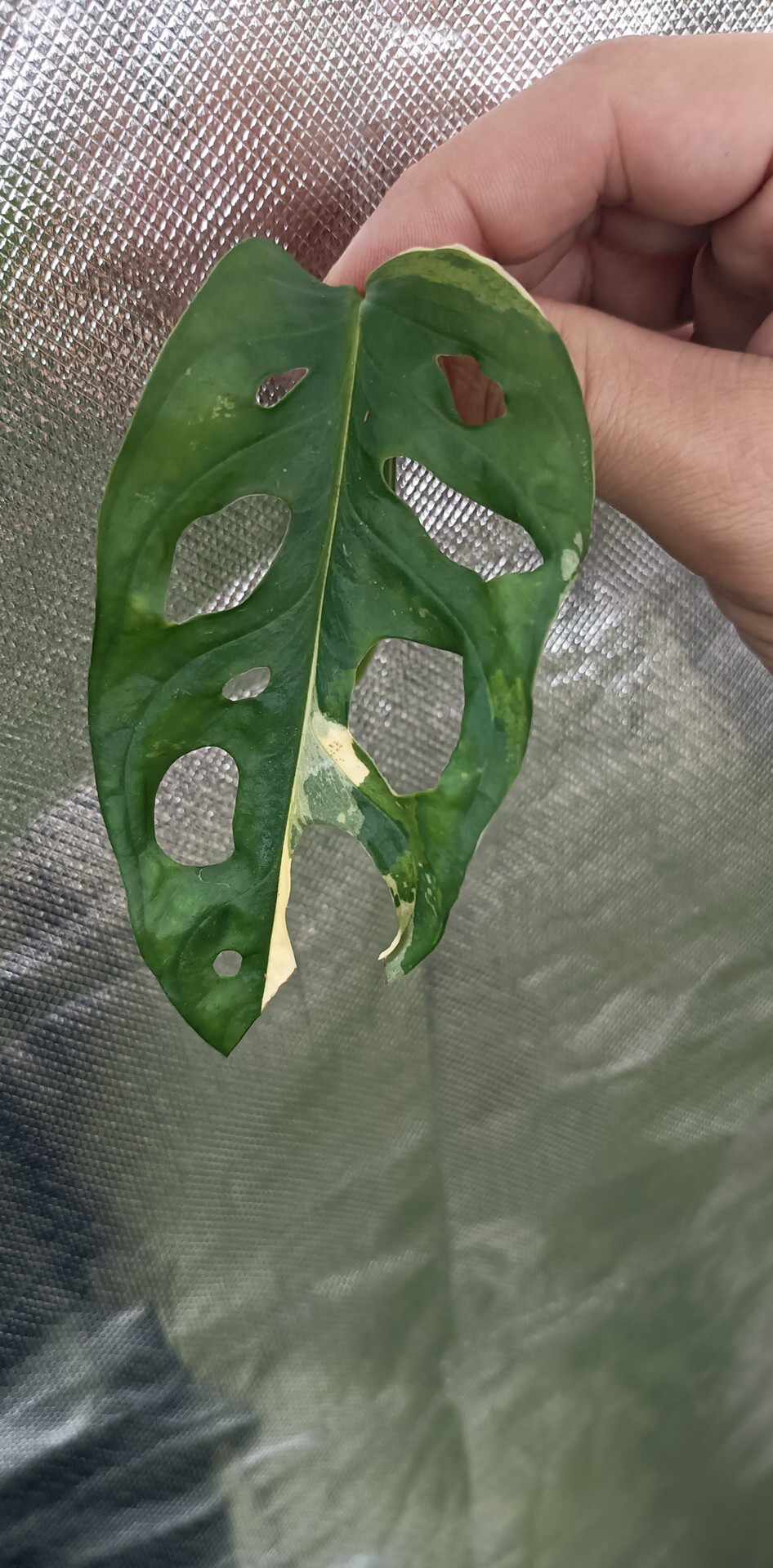 A. Albo Rachelle Hutchinson