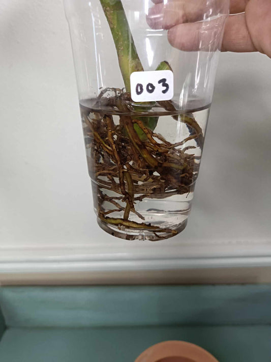 Monstera Albo Rooted Cutting 003 Kristin Molinaro