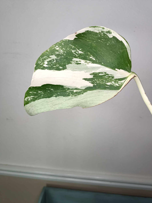 Monstera Albo Rooted Cutting 005 Anna Creazzo-Gray
