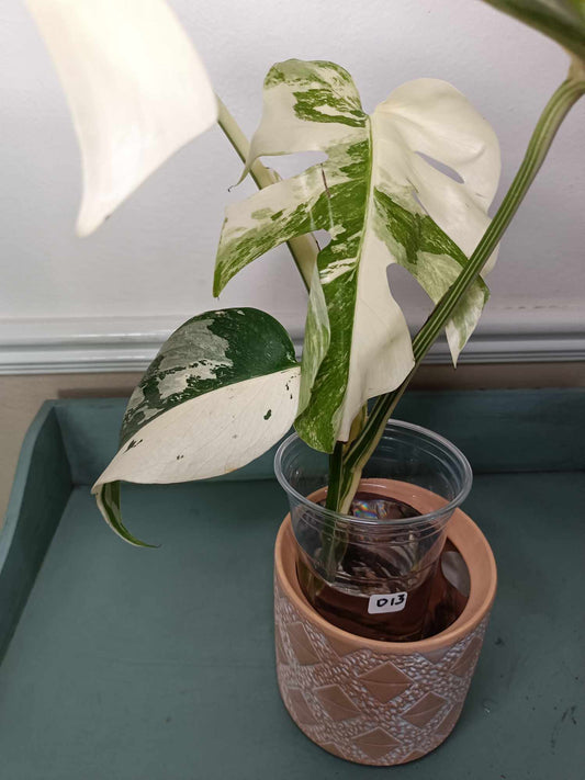 Monstera Albo Rooted Cutting 0013 Kristen Swilley Jones