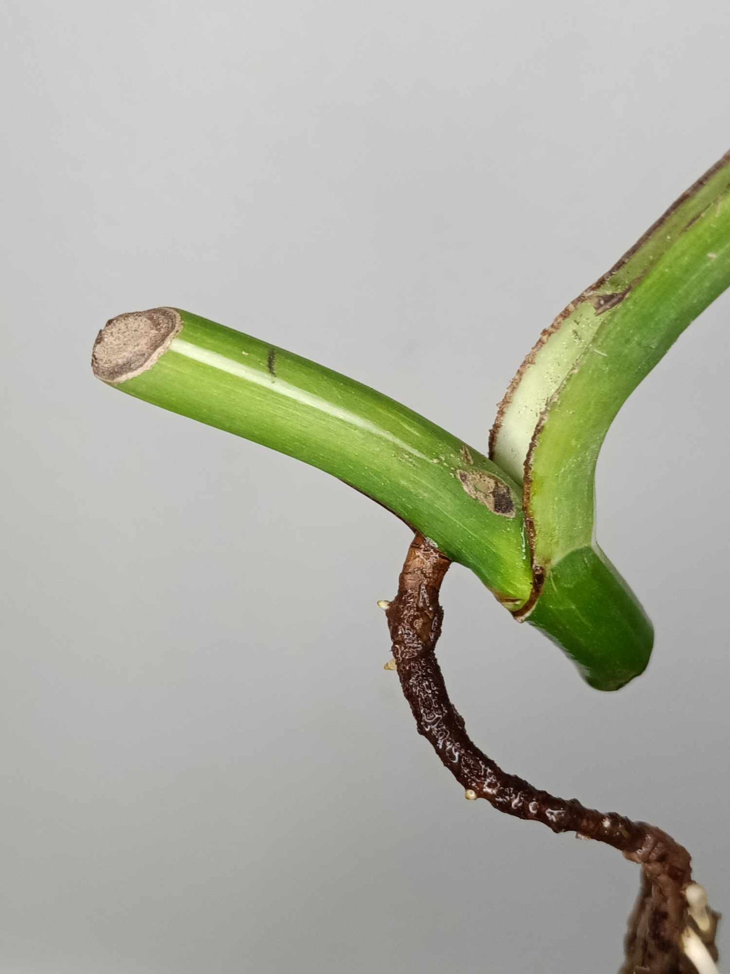 Monstera Albo Rooted Cutting 004 Danielle Price