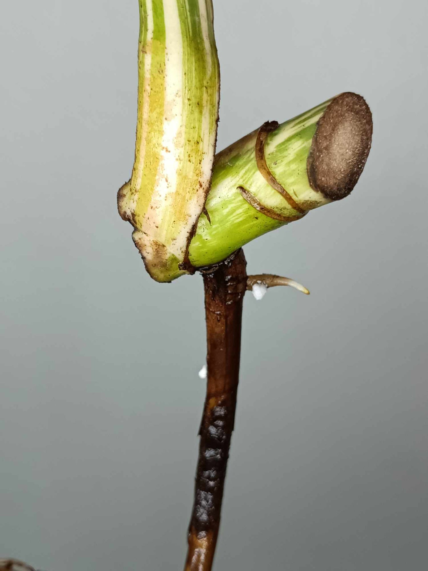 Monstera Albo Rooted Cutting 0012 Crystal Bruce