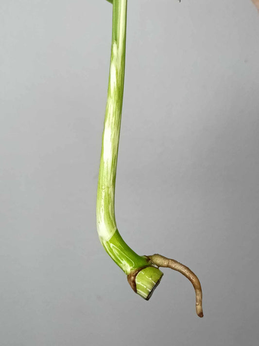 Monstera Albo Rooted Top Cutting 017 Nai Caraballo