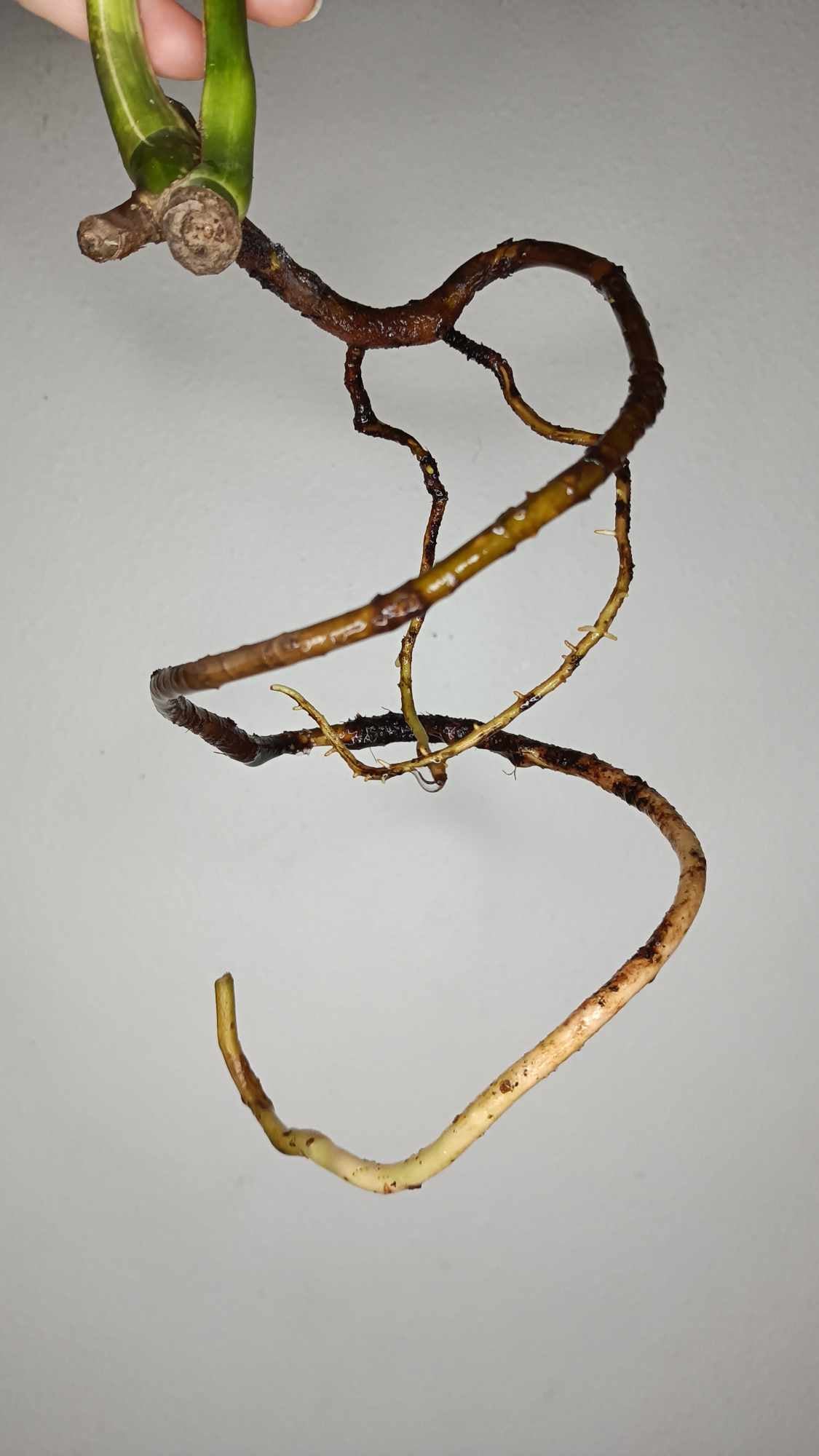 Two leaf Top Cut RESERVED for Tiffany Hewitt