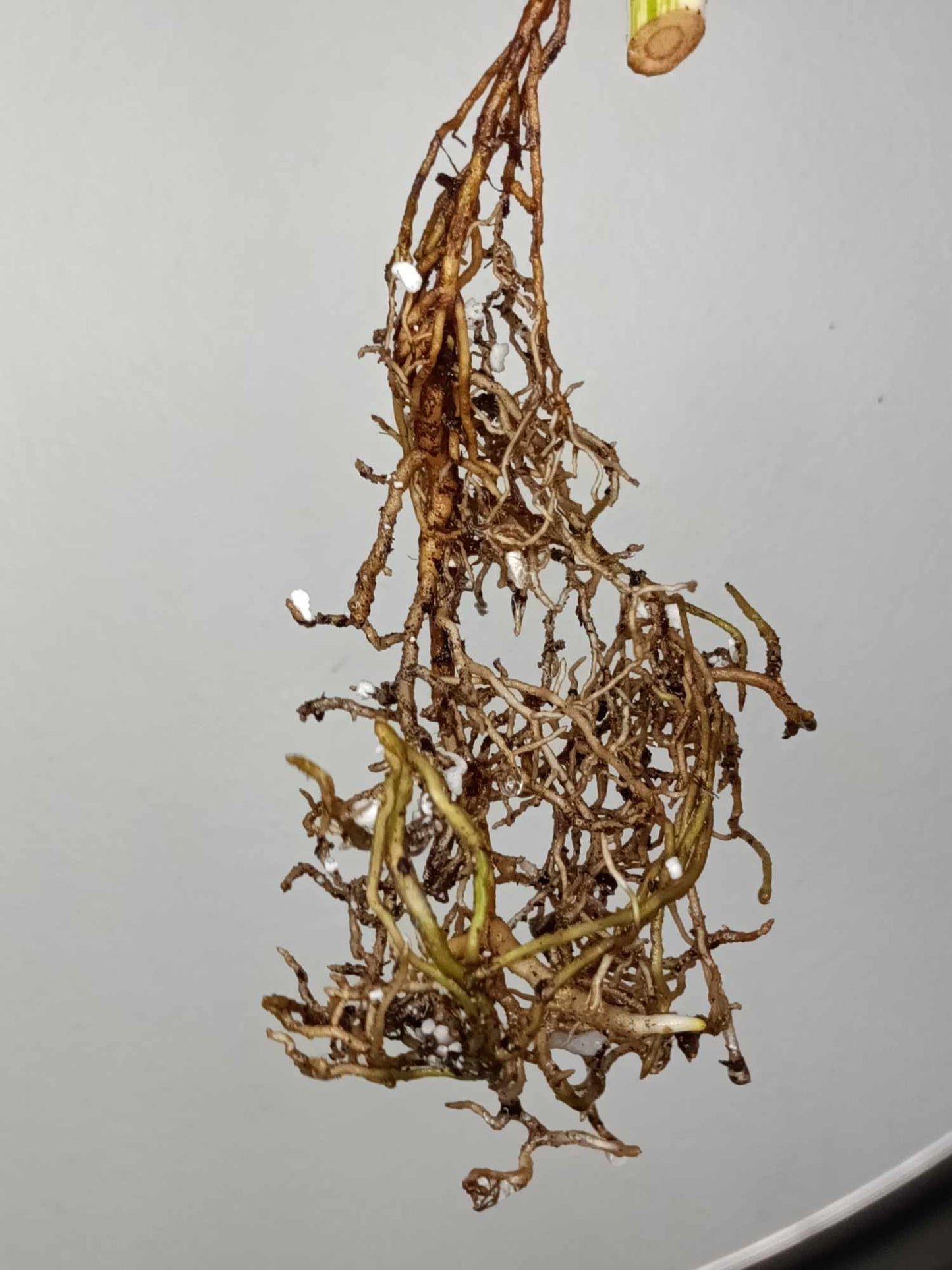 Monstera Albo Rooted Cutting 019 Logan Gordon